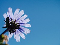 A low-angle shot of a single violet daisy flower. Original public domain image from <a href="https://commons.wikimedia.org/wiki/File:Violet_daisy_from_below_(Unsplash).jpg" target="_blank" rel="noopener noreferrer nofollow">Wikimedia Commons</a>