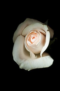 A delicate white rose against a black background. Original public domain image from <a href="https://commons.wikimedia.org/wiki/File:Fragile_white_rose_(Unsplash).jpg" target="_blank" rel="noopener noreferrer nofollow">Wikimedia Commons</a>