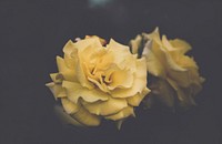 Yellow rose-like flowers with delicate petals against a dark background. Original public domain image from <a href="https://commons.wikimedia.org/wiki/File:Tender_yellow_flowers_(Unsplash).jpg" target="_blank" rel="noopener noreferrer nofollow">Wikimedia Commons</a>