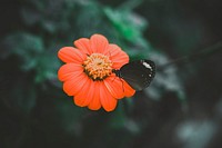 A black butterfly on a bright red flower. Original public domain image from <a href="https://commons.wikimedia.org/wiki/File:Black_butterfly_on_red_flower_(Unsplash).jpg" target="_blank" rel="noopener noreferrer nofollow">Wikimedia Commons</a>