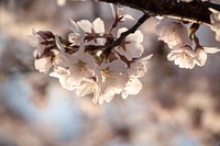 White blossom in clusters on a tree brunch. Original public domain image from Wikimedia Commons