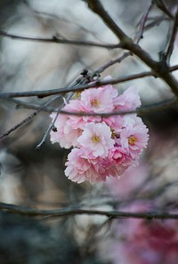 Pink flower blossom bunch on branch in Spring. Original public domain image from Wikimedia Commons