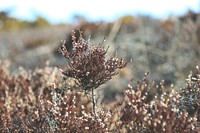 A blurry shot of a wild brown shrub with small catkins. Original public domain image from <a href="https://commons.wikimedia.org/wiki/File:Wild_grass_(Unsplash).jpg" target="_blank" rel="noopener noreferrer nofollow">Wikimedia Commons</a>