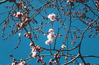 Tree branches from below with pink cherry blossom and clear blue sky in Spring, Neuchâtel. Original public domain image from <a href="https://commons.wikimedia.org/wiki/File:Blossom-Neuch%C3%A2tel_(Unsplash).jpg" target="_blank" rel="noopener noreferrer nofollow">Wikimedia Commons</a>