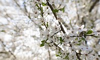 White blossom branch and green leaves in Spring. Original public domain image from Wikimedia Commons