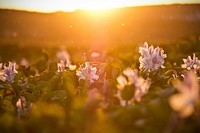 A field of flowers bathed in warm sunlight during sunset. Original public domain image from <a href="https://commons.wikimedia.org/wiki/File:Sunset_2_(Unsplash).jpg" target="_blank" rel="noopener noreferrer nofollow">Wikimedia Commons</a>