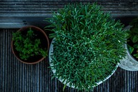 Overhead shot of green potted plants on a home patio. Original public domain image from Wikimedia Commons