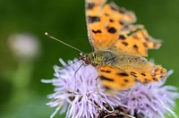 A macro shot of an orange butterfly on a violet flower. Original public domain image from <a href="https://commons.wikimedia.org/wiki/File:Orange_butterfly_on_violet_flowers_(Unsplash).jpg" target="_blank" rel="noopener noreferrer nofollow">Wikimedia Commons</a>