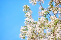 Leafy branches with thick cherry blossom and clear blue sky background in Spring. Original public domain image from <a href="https://commons.wikimedia.org/wiki/File:Leafy-blossom-blue-sky_(Unsplash).jpg" target="_blank" rel="noopener noreferrer nofollow">Wikimedia Commons</a>