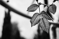 Black and white leaf, macro shot. Original public domain image from <a href="https://commons.wikimedia.org/wiki/File:Water_on_leaves_in_Karmiel_(Unsplash).jpg" target="_blank">Wikimedia Commons</a>