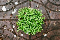 Green leafy bouquet atop a stone patio outdoors. Original public domain image from <a href="https://commons.wikimedia.org/wiki/File:Green_Plant_(Unsplash).jpg" target="_blank" rel="noopener noreferrer nofollow">Wikimedia Commons</a>