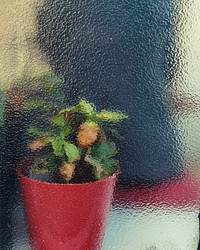 Potted plant throught mottled glass. Original public domain image from <a href="https://commons.wikimedia.org/wiki/File:Mottled_glass_(Unsplash).jpg" target="_blank">Wikimedia Commons</a>