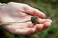 A dried flower seed head in a person's open hand. Original public domain image from Wikimedia Commons