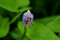 Bee pollinates a purple flower near leaves. Original public domain image from <a href="https://commons.wikimedia.org/wiki/File:Little_Bee_(Unsplash).jpg" target="_blank" rel="noopener noreferrer nofollow">Wikimedia Commons</a>