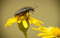 A shelled insect on top of a yellow flower. Original public domain image from <a href="https://commons.wikimedia.org/wiki/File:Bug_on_yellow_flowers_(Unsplash).jpg" target="_blank" rel="noopener noreferrer nofollow">Wikimedia Commons</a>