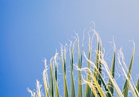 Palm leaf tip against blue sky. Original public domain image from <a href="https://commons.wikimedia.org/wiki/File:Jakob_Owens_2016-06-14_(Unsplash).jpg" target="_blank">Wikimedia Commons</a>