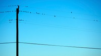 Birds sit on telephone wires against a blue sky. Original public domain image from <a href="https://commons.wikimedia.org/wiki/File:Birds_On_Wires_(Unsplash).jpg" target="_blank" rel="noopener noreferrer nofollow">Wikimedia Commons</a>