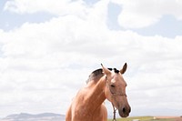 A light chestnut horse on a pasture with fluffy clouds above. Original public domain image from <a href="https://commons.wikimedia.org/wiki/File:Chestnut_horse_against_a_cloudy_sky_(Unsplash).jpg" target="_blank" rel="noopener noreferrer nofollow">Wikimedia Commons</a>