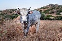 Cow on the dried grass. Original public domain image from <a href="https://commons.wikimedia.org/wiki/File:Samuel_Zeller_2015-04-30_(Unsplash_CwkiN6_qpDI).jpg" target="_blank">Wikimedia Commons</a>
