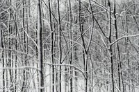Trees in snow. Original public domain image from <a href="https://commons.wikimedia.org/wiki/File:Trees_in_snow_(Unsplash).jpg" target="_blank" rel="noopener noreferrer nofollow">Wikimedia Commons</a>
