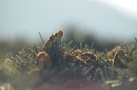 A close-up of pine cones surrounded by pine needles against a blurry background. Original public domain image from Wikimedia Commons