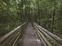 A dilapidated boardwalk in a forest. Original public domain image from <a href="https://commons.wikimedia.org/wiki/File:Old_boardwalk_(Unsplash).jpg" target="_blank" rel="noopener noreferrer nofollow">Wikimedia Commons</a>