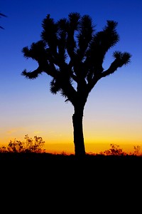 Silhouette of a tree in the desert at sundown. Original public domain image from Wikimedia Commons