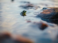 A green frog sticking its head out of the water by a rock at Algonquin Park. Original public domain image from Wikimedia Commons