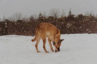 A brown dog inspects snow on the ground in a forest during snowfall. Original public domain image from <a href="https://commons.wikimedia.org/wiki/File:Dog_inspects_snow_(Unsplash).jpg" target="_blank" rel="noopener noreferrer nofollow">Wikimedia Commons</a>