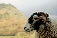 Happy mountain ram stands in the countryside. Original public domain image from Wikimedia Commons
