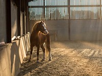 A foal with a bridle in a barn with sun shining through gaps in the wooden wall. Original public domain image from Wikimedia Commons
