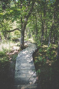 A wooden walkway through a forest. Original public domain image from <a href="https://commons.wikimedia.org/wiki/File:Forest_boardwalk_(Unsplash).jpg" target="_blank" rel="noopener noreferrer nofollow">Wikimedia Commons</a>