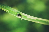 Small insect walks on a green leaf. Original public domain image from <a href="https://commons.wikimedia.org/wiki/File:Bug_on_a_Blade_of_Grass_(Unsplash).jpg" target="_blank" rel="noopener noreferrer nofollow">Wikimedia Commons</a>