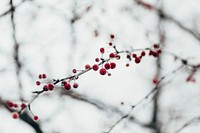 Tiny red berries in various shapes sprouting from narrow branch in winter. Original public domain image from <a href="https://commons.wikimedia.org/wiki/File:Berries_On_Branch_(Unsplash).jpg" target="_blank" rel="noopener noreferrer nofollow">Wikimedia Commons</a>