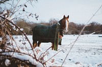 A chestnut horse with a white head marking draped in a green blanket in an enclosure with snow covering the ground. Original public domain image from Wikimedia Commons
