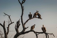 A group of griffon vulture birds sitting on tree branches. Original public domain image from Wikimedia Commons