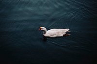 Ugly Ducklin’. Original public domain image from <a href="https://commons.wikimedia.org/wiki/File:Ugly_Ducklin%27_(Unsplash).jpg" target="_blank" rel="noopener noreferrer nofollow">Wikimedia Commons</a>