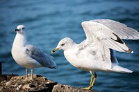 Two seagulls on the rock by the ocean at Montrose Beach. Original public domain image from <a href="https://commons.wikimedia.org/wiki/File:Seagulls_on_the_rock_(Unsplash).jpg" target="_blank" rel="noopener noreferrer nofollow">Wikimedia Commons</a>
