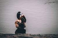 A black and brown duck on a pond turning back and flapping its wings. Original public domain image from <a href="https://commons.wikimedia.org/wiki/File:Duck_Cleaning_(Unsplash).jpg" target="_blank" rel="noopener noreferrer nofollow">Wikimedia Commons</a>
