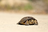 A small turtle sitting on the sandy beach in Santa Barbara. Original public domain image from Wikimedia Commons