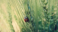 Ladybug crawls up the leaves of tall grass. Original public domain image from <a href="https://commons.wikimedia.org/wiki/File:Ladybug_on_Wheat_(Unsplash).jpg" target="_blank" rel="noopener noreferrer nofollow">Wikimedia Commons</a>