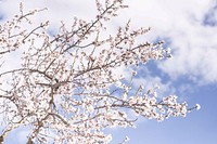 White cherry blossom. Original public domain image from <a href="https://commons.wikimedia.org/wiki/File:%C3%92dena,_Spain_(Unsplash).jpg" target="_blank">Wikimedia Commons</a>