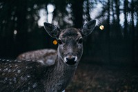 A deer in the forest looks straight forward in the light of dusk. Original public domain image from Wikimedia Commons