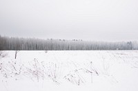 Snowy open land with rows of trees in Russia. Original public domain image from <a href="https://commons.wikimedia.org/wiki/File:White_forest_in_Russia_(Unsplash).jpg" target="_blank" rel="noopener noreferrer nofollow">Wikimedia Commons</a>