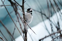 A black and white bird perches on a tree branch with snow in the background. Original public domain image from <a href="https://commons.wikimedia.org/wiki/File:Bird_perching_on_a_branch_in_the_snow_(Unsplash).jpg" target="_blank" rel="noopener noreferrer nofollow">Wikimedia Commons</a>