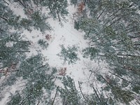Top Down Snow Fall. Original public domain image from <a href="https://commons.wikimedia.org/wiki/File:Top_Down_Snow_Fall_(Unsplash).jpg" target="_blank" rel="noopener noreferrer nofollow">Wikimedia Commons</a>
