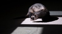 A ferret spotlighted by an illuminated window and partially covered in shadow. Original public domain image from Wikimedia Commons