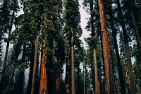 Coniferous trees in a misty forest in Sequoia National Park. Original public domain image from Wikimedia Commons