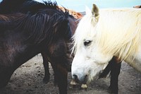 A gray horse with a white mane next to a black horse and the rest of the herd at the back. Original public domain image from <a href="https://commons.wikimedia.org/wiki/File:White_and_black_horses_(Unsplash).jpg" target="_blank" rel="noopener noreferrer nofollow">Wikimedia Commons</a>