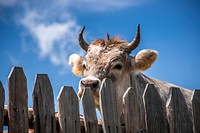 Close up shooting shot of a cow with a clear sky background. Gompm Alm, Talle di Sopra, Scena, Italy. Original public domain image from Wikimedia Commons